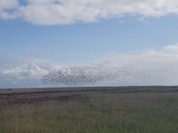 19 Vogelschwarm &uuml;ber Salzwiese